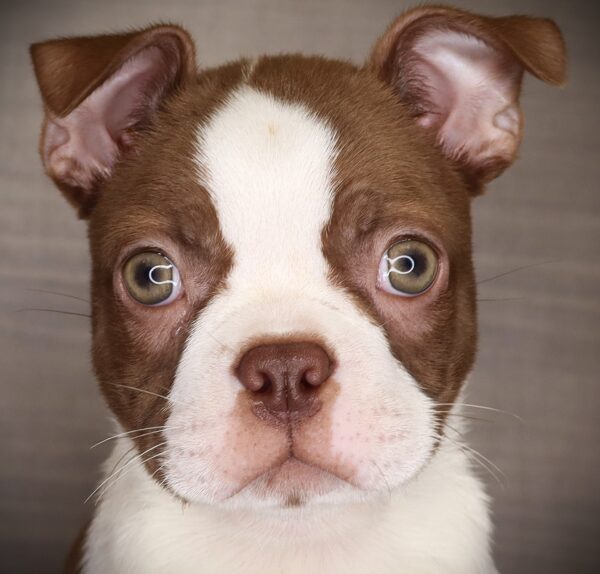 [#262027-03] Colby - Red & White M Boston Terrier Puppies For Sale