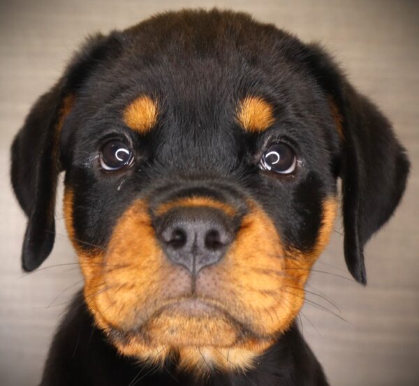 [#262138-06] Ariel - Black & Tan F Rottweiler Puppies For Sale