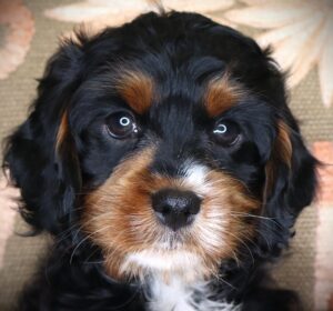 Petland Iowa City, Iowa Cavapoo puppy available