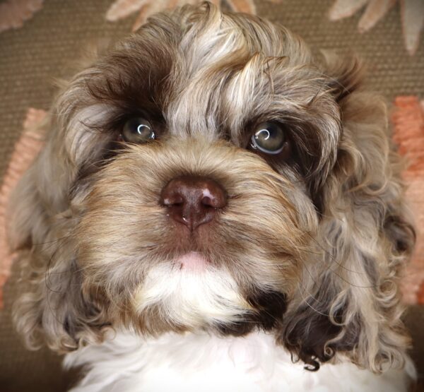 [#262149-03] Ricky - Chocolate Merle M Cockapoo Puppies For Sale