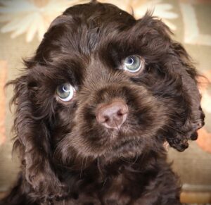 Petland Iowa City, Iowa Cocker Spaniel puppy available