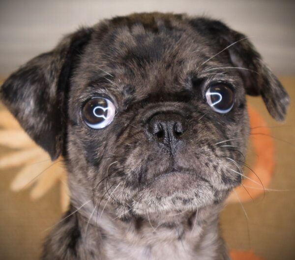 [#262192-05] Georgia - Merle F Pug Puppies For Sale