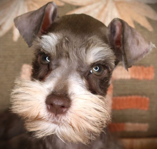 [#262114-02] Baxter - Chocolate M Mini Schnauzer Puppies For Sale