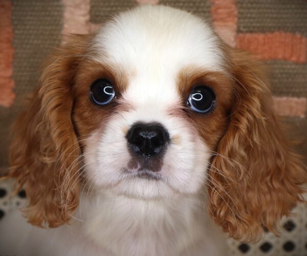 [#262191-06] Kali - Blenheim F Cavalier King Charles Puppies For Sale