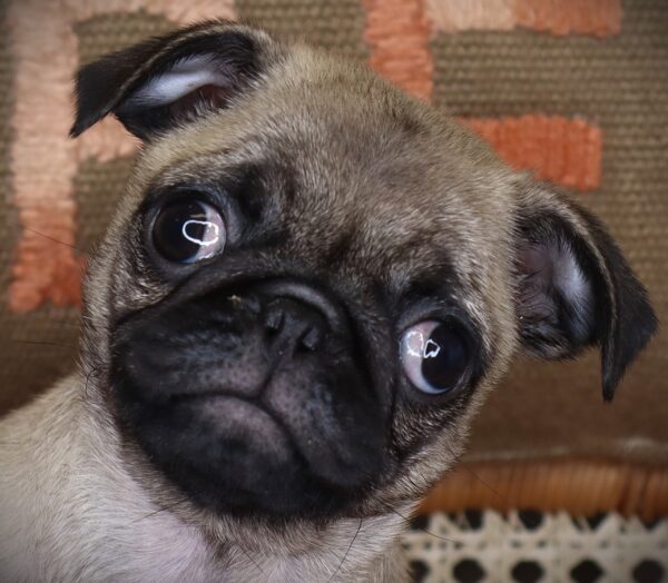 [#262093-01] Nell - Fawn F Pug Puppies For Sale