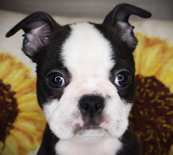 [#262213-04] Destiny - Black & White F Boston Terrier Puppies For Sale