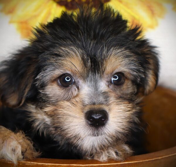 [#261714-05] Xena - Black / Tan F Morkie Puppies For Sale