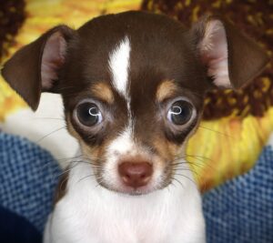 Petland Iowa City, Iowa Chihuahua puppy available