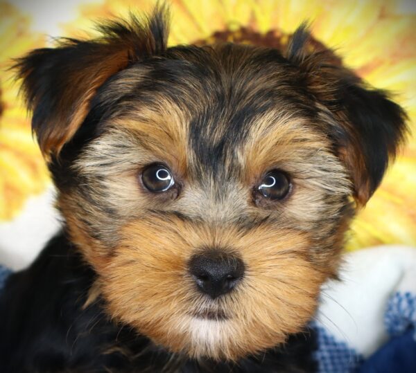 [#261754-05] Plum - Black / Tan F Yorkshire Terrier Puppies For Sale