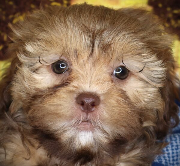 [#261664-08] Ellora - Brown F ShihPoo Puppies For Sale