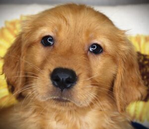 Petland Iowa City, Iowa Golden Retriever puppy available