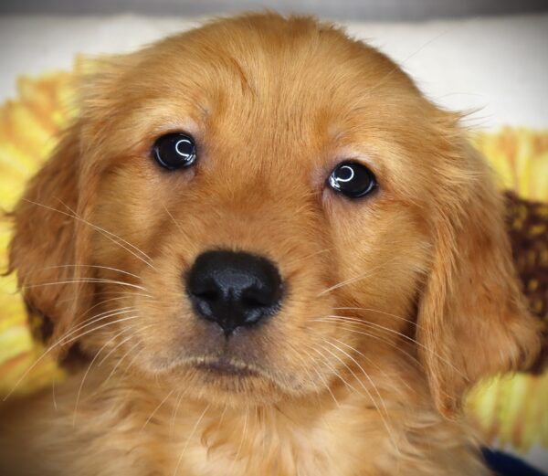 [#26279-09] Harlow - Golden F Golden Retriever Puppies For Sale
