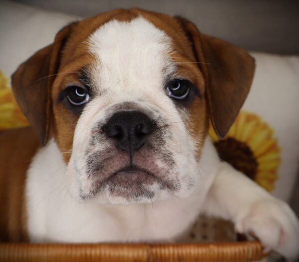 [#261716-03] Trooper - Red / White M Beabull 3/4 Puppies For Sale