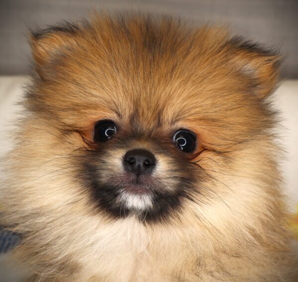 [#261735-02] Gizmo - Sable M Pomeranian Puppies For Sale