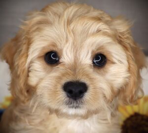 Petland Iowa City, Iowa Cavachon puppy available