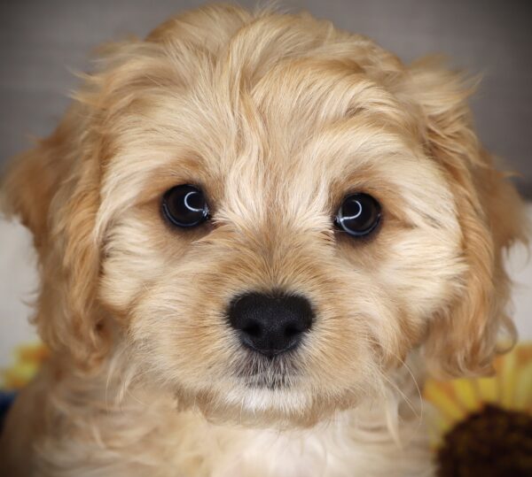 [#261666-04] Delilah - Blenheim F Cavachon Puppies For Sale