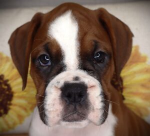 Petland Iowa City, Iowa Boxer puppy available