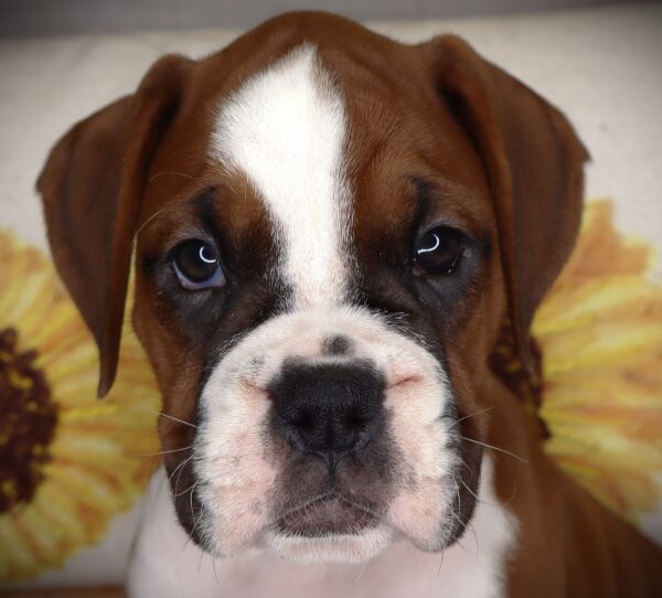 [#262466-05] Annie - Mahogany F Boxer Puppies For Sale