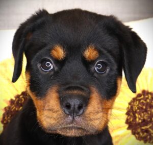 Petland Iowa City, Iowa Rottweiler puppy available