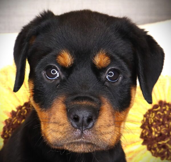 [#262140-06] Greta - Black & Tan F Rottweiler Puppies For Sale