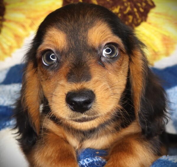 [#2622-01] Brutus - Black Tan / White M Dachshund Puppies For Sale