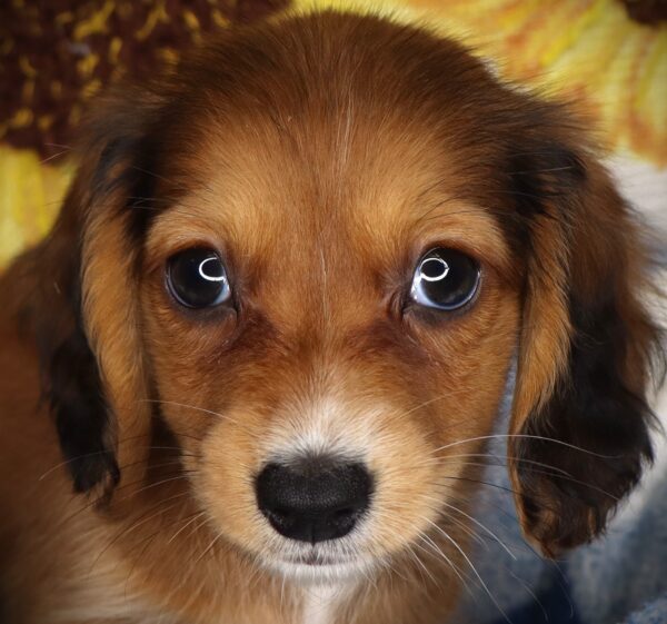 [#2622-03] Tasha - Red Sable F Dachshund Puppies For Sale