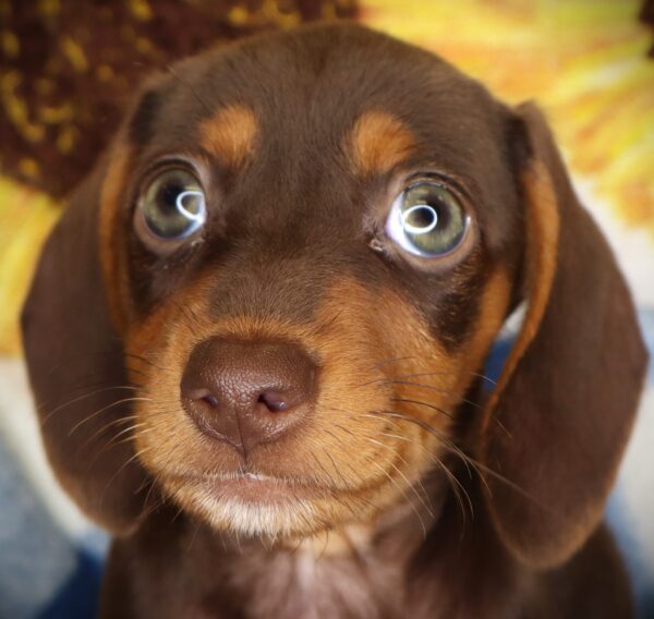 [#2622-05] Kate - Chocolate / Tan F Dachshund Puppies For Sale