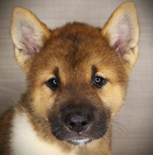 Petland Iowa City, Iowa Akita puppy available