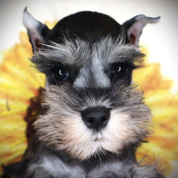 [#261738-03] Mila - Salt / Pepper F Miniature Schnauzer Puppies For Sale