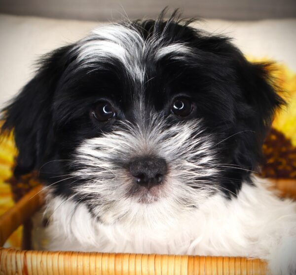 [#261989-01] Reggie - Black & White M Morkie Puppies For Sale
