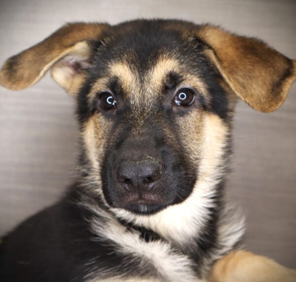 [#262262-01] Rebel - Black & Tan M German Shepherd Puppies For Sale
