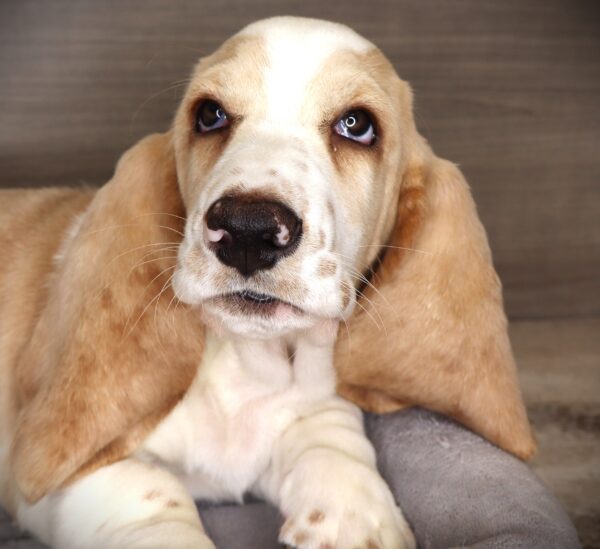[#262104-01] Artie - Tan & White M Basset Hound Puppies For Sale