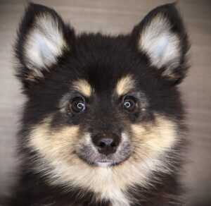 Petland Iowa City, Iowa Pomsky puppy available