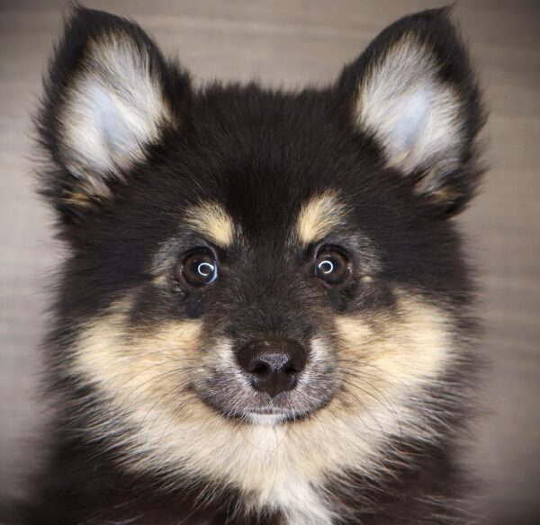 [#262209-01] Eddie - Black & Tan M Pomsky Puppies For Sale