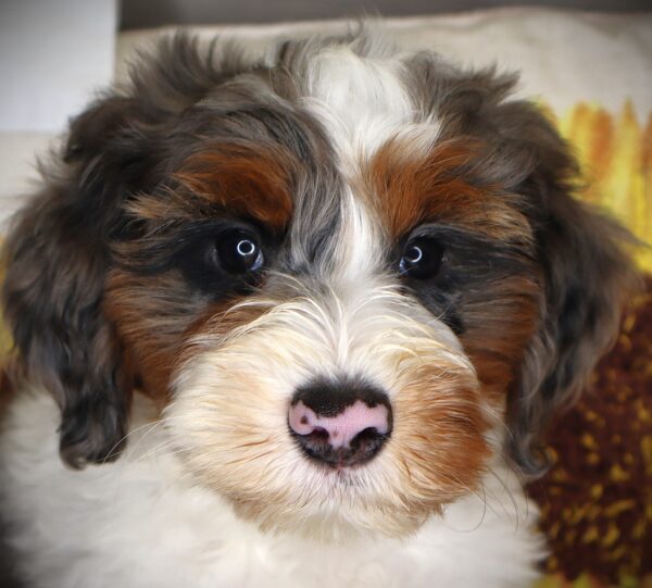 [#262295-08] Whimsy - White F Mini Bernedoodle 2nd Gen Puppies For Sale