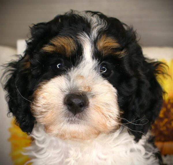 [#2620-01] Taz - Black White / Tan M Cock A Poo Puppies For Sale