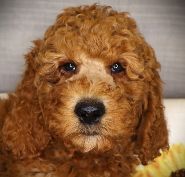 [#262369-01] Chip - Red M Goldendoodle 2nd Gen Puppies For Sale