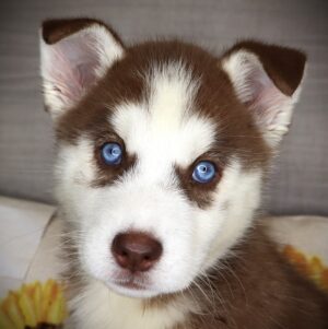 Petland Iowa City, Iowa Siberian Husky puppy available