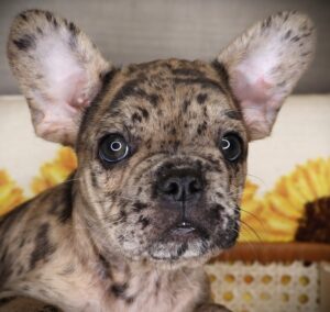 Petland Iowa City, Iowa French Bulldog puppy available