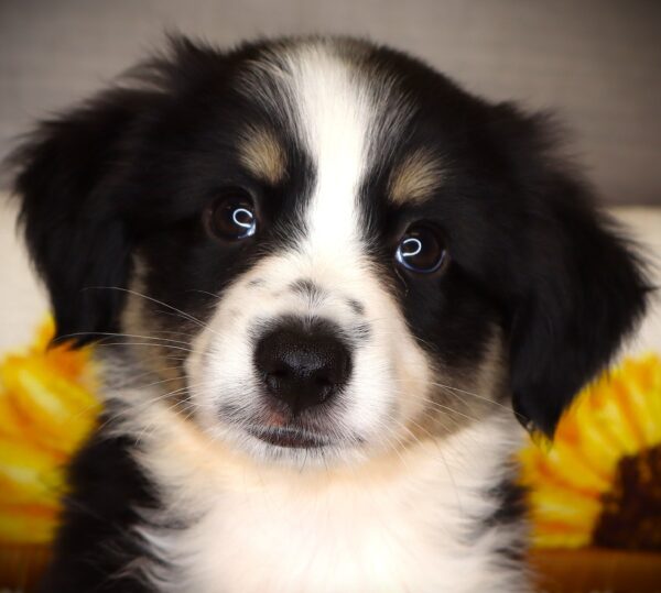 [#26276-09] Pixie - Black F Miniature Australian Shepherd Puppies For Sale