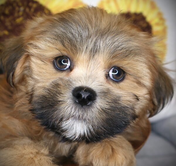 [#262251-03] Huck - Sable M Lhasa Apso Puppies For Sale