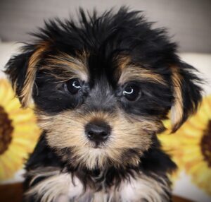 Yorkshire Terrier (F) 24873