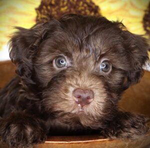 Petland Iowa City, Iowa Schnoodle puppy available