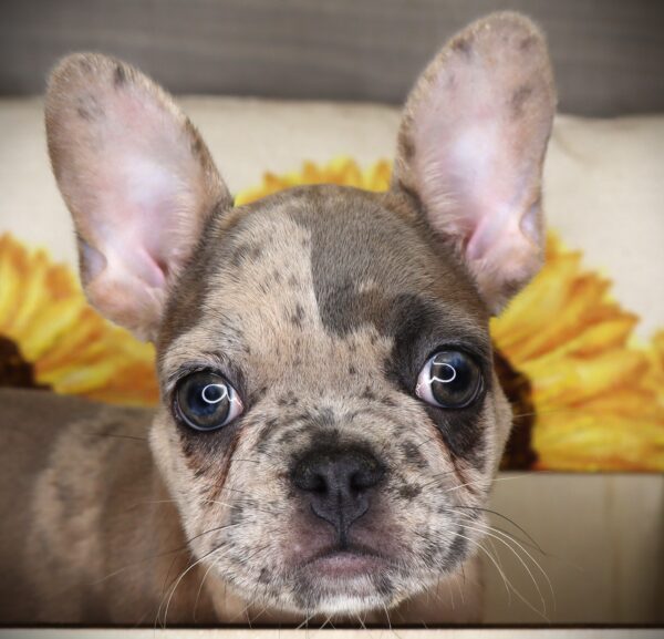 [#262005-02] George - Blue Merle M French Bulldog Puppies For Sale