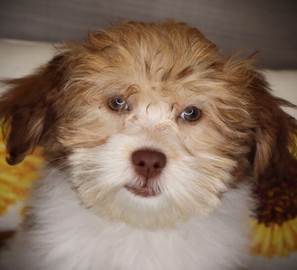 [#261899-05] Casey - Chocolate & White F Havanese Puppies For Sale
