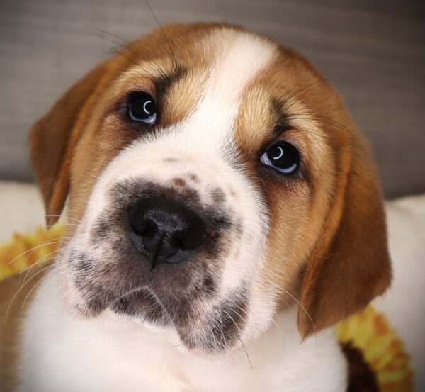 [#26274-06] Annie - Brown / White F Mini Walrus Puppies For Sale