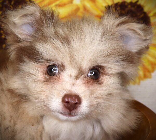 [#262347-03] Toby - Chocolate & Tan M Pomeranian Puppies For Sale