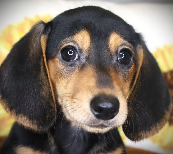 [#2623-03]  - Black / Tan F Dachshund Puppies For Sale