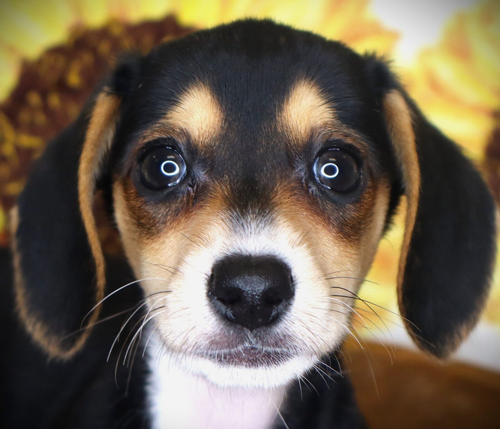 Dachshund in State of Iowa, IA