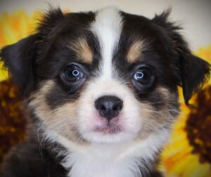 Petland Iowa City, Iowa Chihuahua puppy available